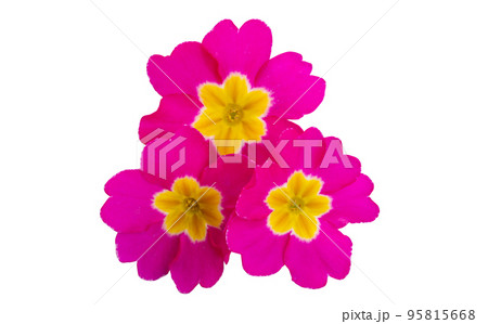 Verbena isolated Verbena isolated 95815668