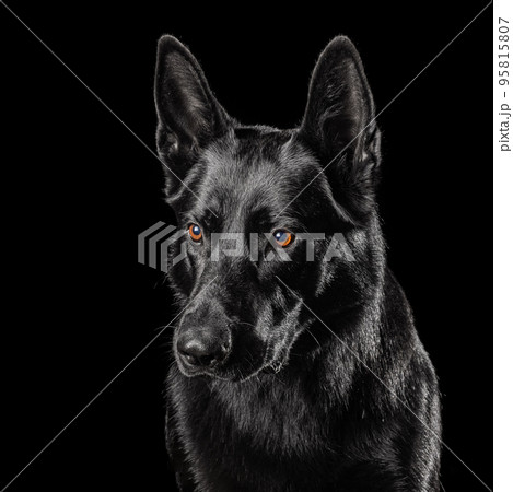 German Shepherd Dog Isolated on Black Background 95815807
