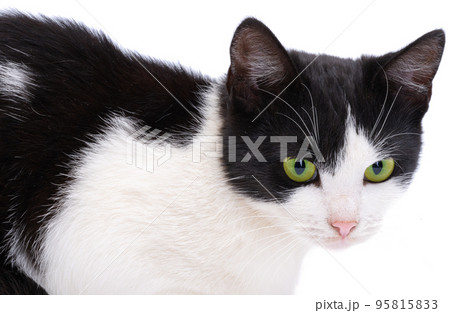 Black and white cat isolated 95815833