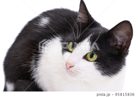 Black and white cat isolated 95815836