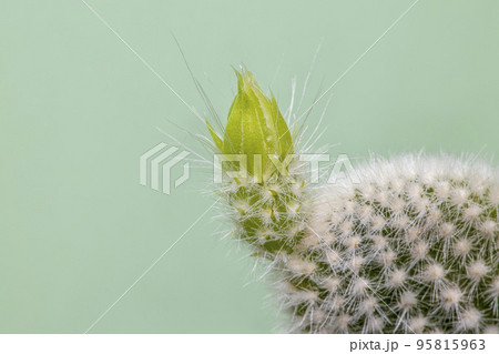 Cute Green cactus houseplant isolated on green background with copyspace. Cute Green cactus houseplant isolated on green background with copyspace. 95815963