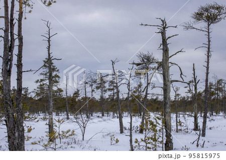 Bog hiking trail in Kemeri National Park 95815975