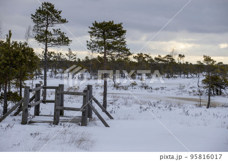 Bog hiking trail in Kemeri National Park Bog hiking trail in Kemeri National Park 95816017