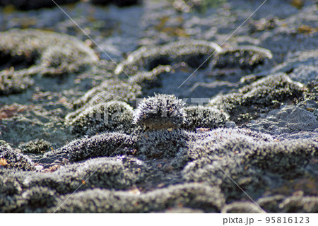 Mosses and lichens, close-up 95816123