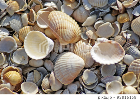 Beach shell sea Beach shell sea 95816159