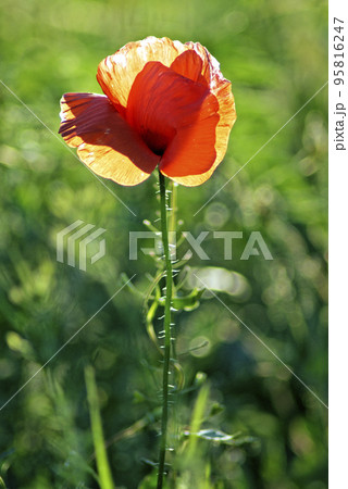 Single poppy closeup 95816247