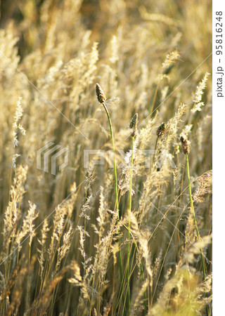 Dry steppe grass 95816248