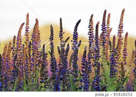 Clary Sage (Salvia sclarea) 95816252