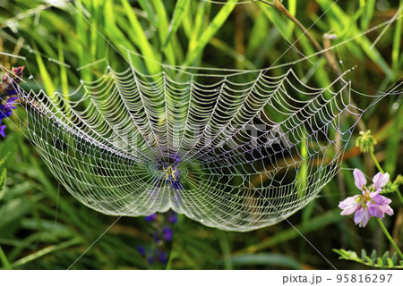 Web of the spider and dew. Spider web with water drops Web of the spider and dew. Spider web with water drops 95816297