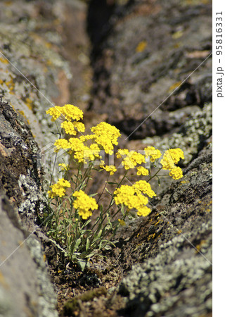 Aurinia saxatilis Aurinia saxatilis 95816331
