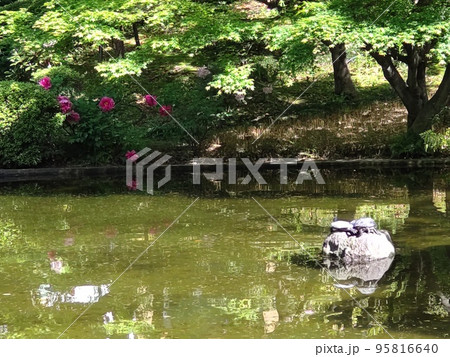 池の岩で日向ぼっこをする亀の夫婦 池の岩で日向ぼっこをする亀の夫婦 95816640