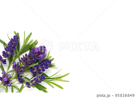 lavender flower isolated on white. lavender flowers blooms on white background. lavender flower isolated on white. lavender flowers blooms on white background. 95816849