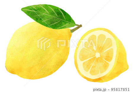 レモンのイラスト 手描き 水彩風 レモンのイラスト 手描き 水彩風 95817851
