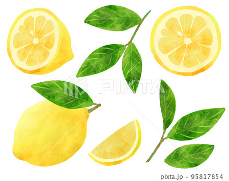 レモンと葉のイラスト 手描き 水彩風 レモンと葉のイラスト 手描き 水彩風 95817854