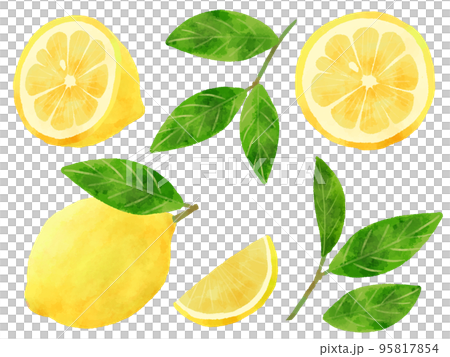 レモンと葉のイラスト 手描き 水彩風 レモンと葉のイラスト 手描き 水彩風 95817854