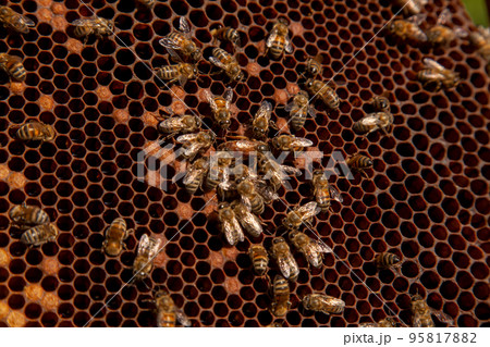 Queen bee in centre. Honeybees in nest around queen bee. . Queen bee in centre. Honeybees in nest around queen bee. . 95817882