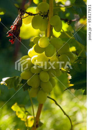 Bunch of green grapes in the garden. Bunch of green grapes in the garden. 95817931
