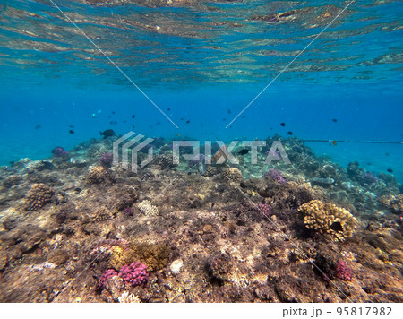 Naso annulatus fish known as Whitemargin Unicorn fish on his coral reef in the Red Sea, Egypt.. Naso annulatus fish known as Whitemargin Unicorn fish on his coral reef in the Red Sea, Egypt.. 95817982