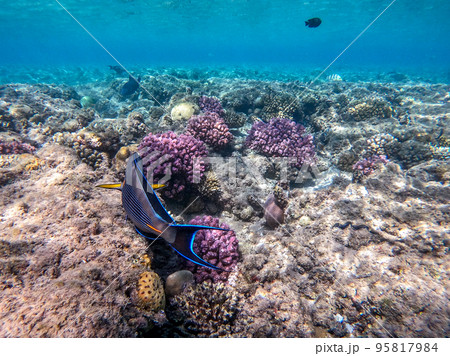 Close up view of Surgeon fish or sohal tang fish (Acanthurus sohal) at the Red Sea coral reef.. Close up view of Surgeon fish or sohal tang fish (Acanthurus sohal) at the Red Sea coral reef.. 95817984