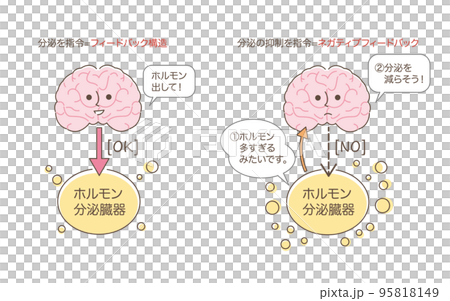 激素的分泌和抑制 95818149