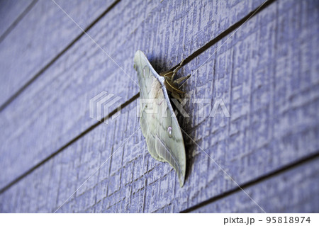 ヤママユガ ヤママユガ 95818974