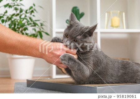 A grey cat is playing with a man's hand. The cat A grey cat is playing with a man's hand. The cat 95819061