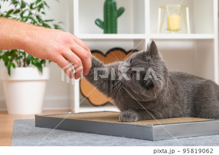 A grey cat is playing with a man's hand. The cat 95819062