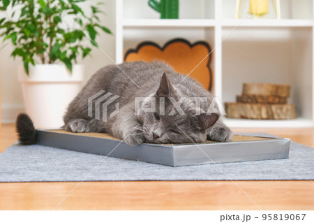 A gray cat is playing on scratching post A gray cat is playing on scratching post 95819067