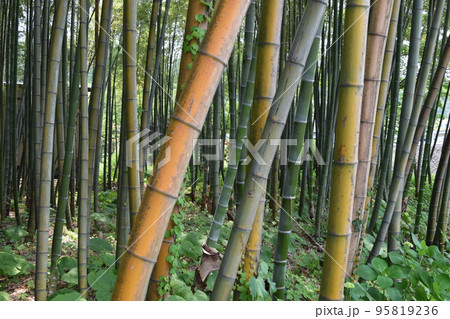 春の竹林 春の竹林 95819236