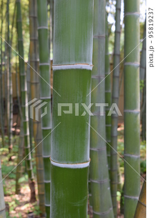 春の竹林 95819237