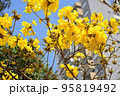春の花、イッペーアマレーロ 95819492