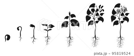 Bean seedling growth. Bean seed germination silhouette. Plant development infographic 95819524