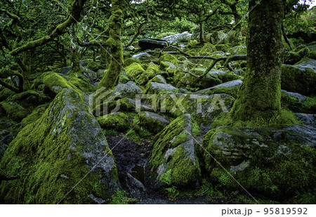 Wistman's Wood National Nature Reserve - Dartmoor, Devon, UK Wistman's Wood National Nature Reserve - Dartmoor, Devon, UK 95819592