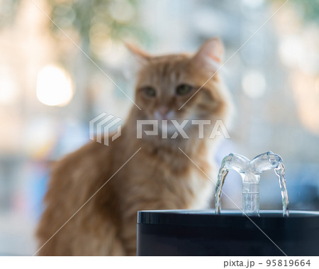 Ginger cat drinks fresh water from an electric drinking fountain. Ginger cat drinks fresh water from an electric drinking fountain. 95819664