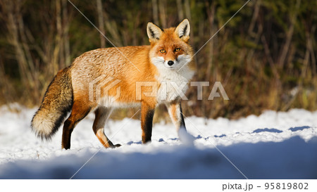 Red fox observing on white glade in winter sunlight Red fox observing on white glade in winter sunlight 95819802