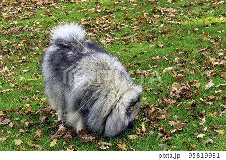Keeshond is a medium-sized dog with a plush, two-layer coat of silver and black fur with a ruff and a curled tail Keeshond is a medium-sized dog with a plush, two-layer coat of silver and black fur with a ruff and a curled tail 95819931