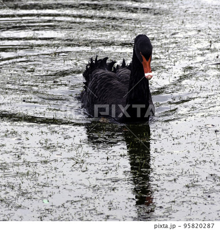 Swimming black swan at Claremont Lake 95820287