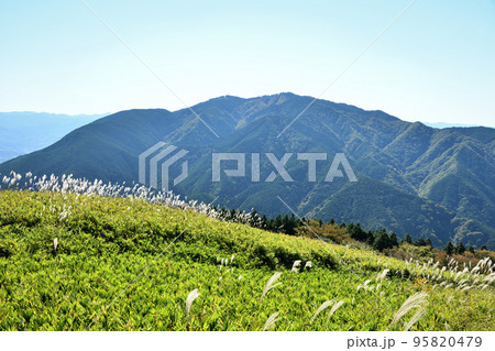 ススキ原の大和葛城山から金剛山を望む 【奈良県御所市】 ススキ原の大和葛城山から金剛山を望む 【奈良県御所市】 95820479