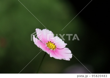 薄ピンクと濃いピンクの花びらの1輪の日の丸という秋桜の花をアップで撮影した風景 薄ピンクと濃いピンクの花びらの1輪の日の丸という秋桜の花をアップで撮影した風景 95820483