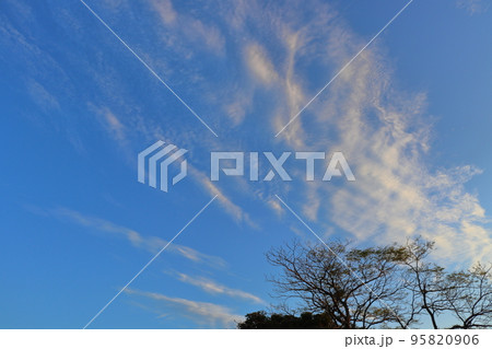 青空　雲　木 95820906