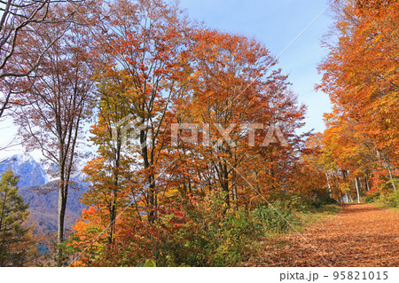 白馬岩岳マウンテンリゾート　紅葉の森 95821015