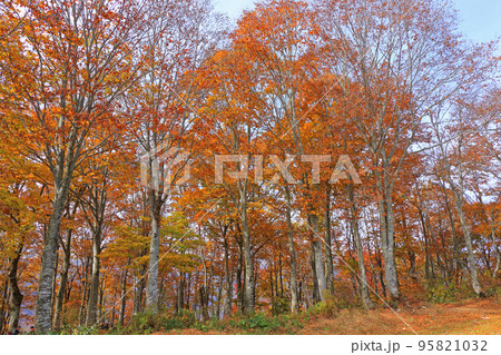 白馬岩岳マウンテンリゾート　紅葉の森 95821032