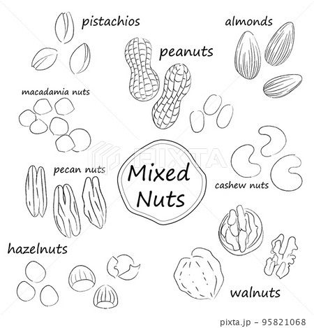 ナッツのイラストセット　モノクロ線画　文字あり 95821068