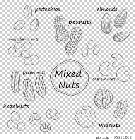 ナッツのイラストセット　モノクロ線画　文字あり 95821068
