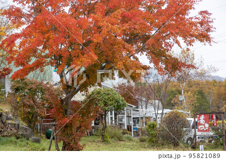 秋の女神湖通り 長野県立科町 秋の女神湖通り 長野県立科町 95821089