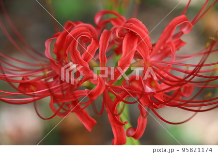 秋の花赤いヒガンバナ 95821174