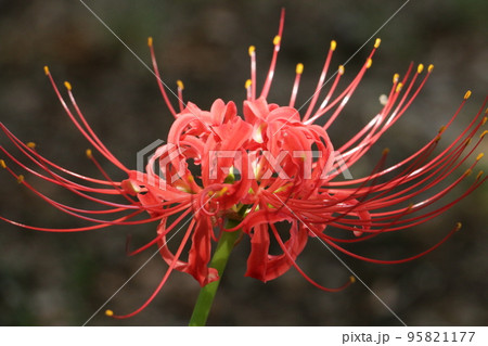 秋の花赤いヒガンバナ 95821177