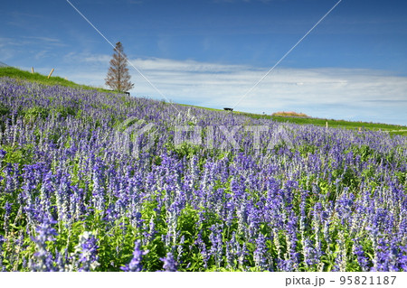 兵庫県淡路市楠本 兵庫県立公園あわじ花さじきのブルーサルビア畑と見上げる青空 兵庫県淡路市楠本 兵庫県立公園あわじ花さじきのブルーサルビア畑と見上げる青空 95821187