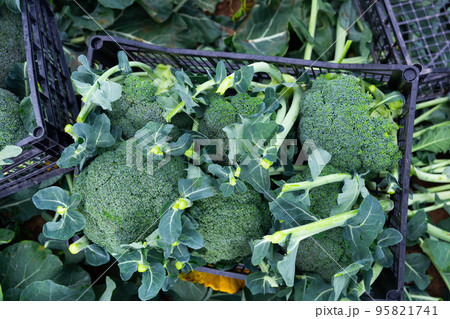 Broccolis in plastic crates on a farm field Broccolis in plastic crates on a farm field 95821741