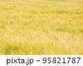 風に揺れる黄金色に色づいた麦畑 95821787
